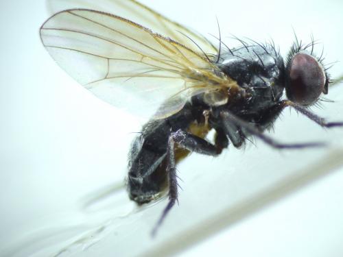 Fannia sp.